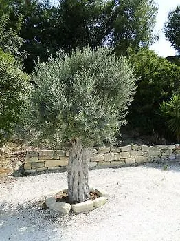 Lägenhetshotell Ampelokipi Pissouri